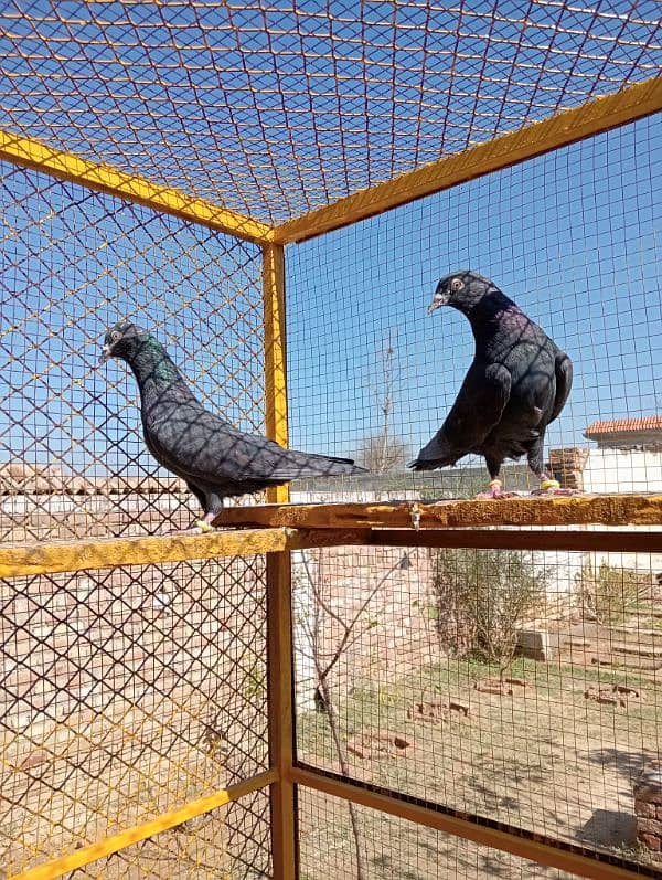 Zaak High Quality High-flying pigeon Pair 18