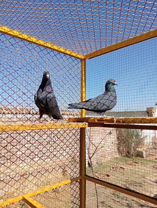 Zaak High Quality High-flying pigeon Pair 19