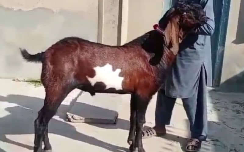 desi bakra for sale WhatsApp number on (03494717204) 1