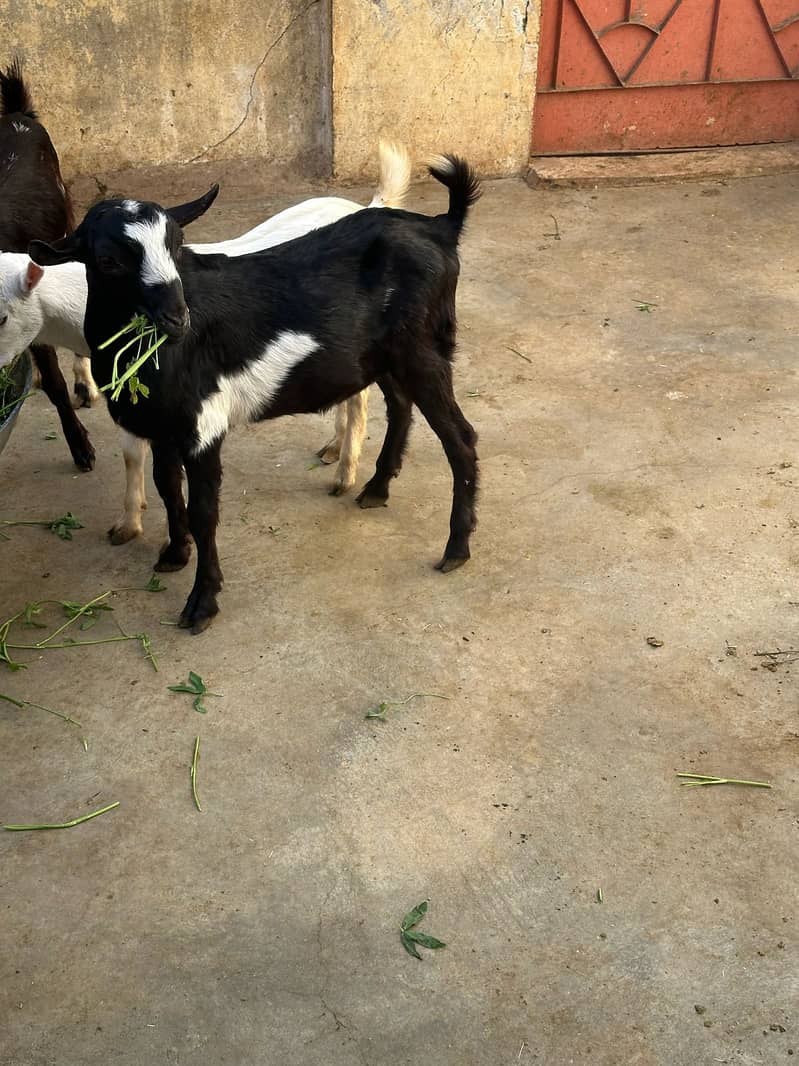 Teddy goats kids 3