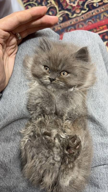 Persian female kitten 1