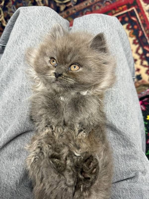 Persian female kitten 2