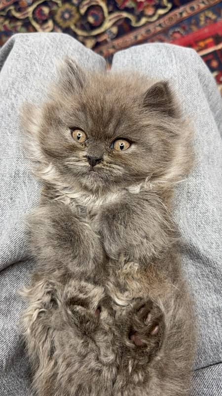 Persian female kitten 3