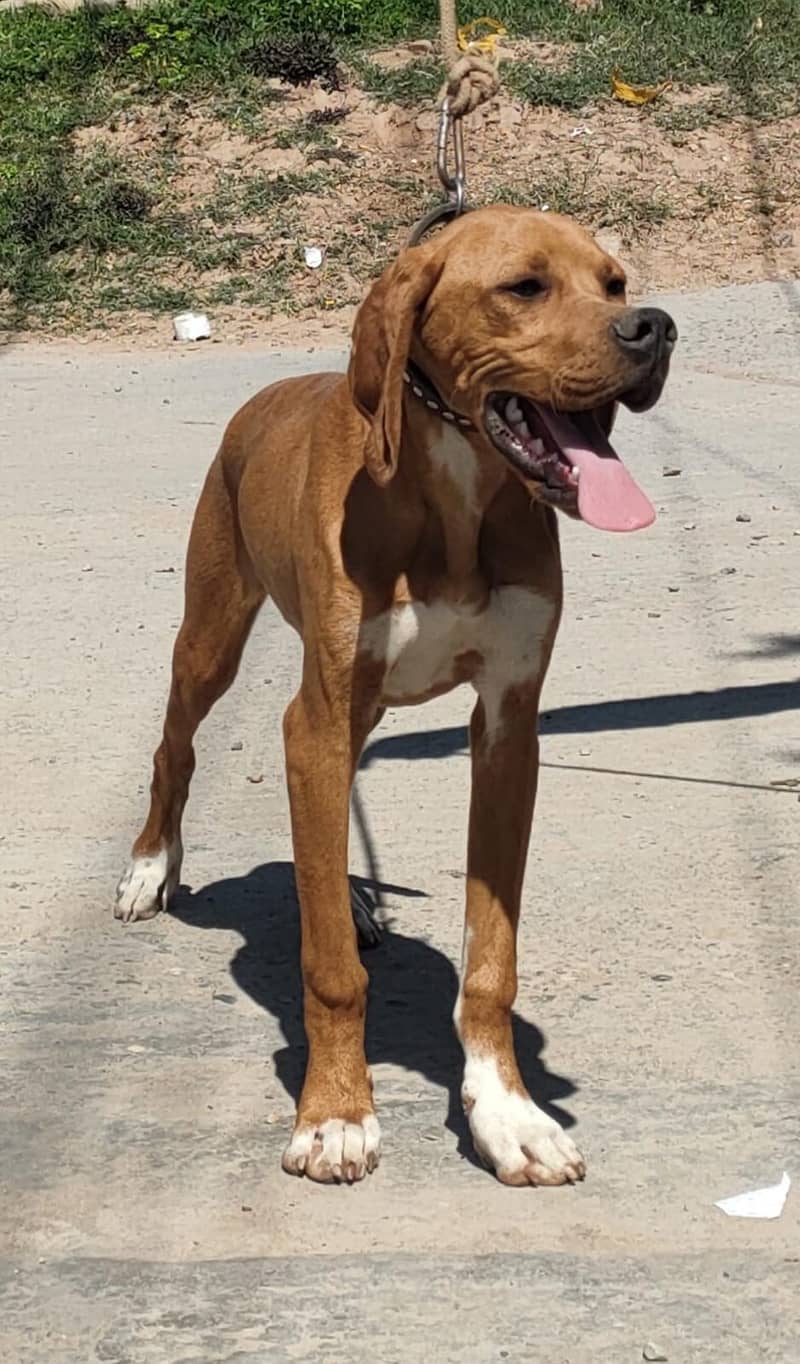 English pointer pupy / Pointer Dog  for sale / English Pointer Pair / 1