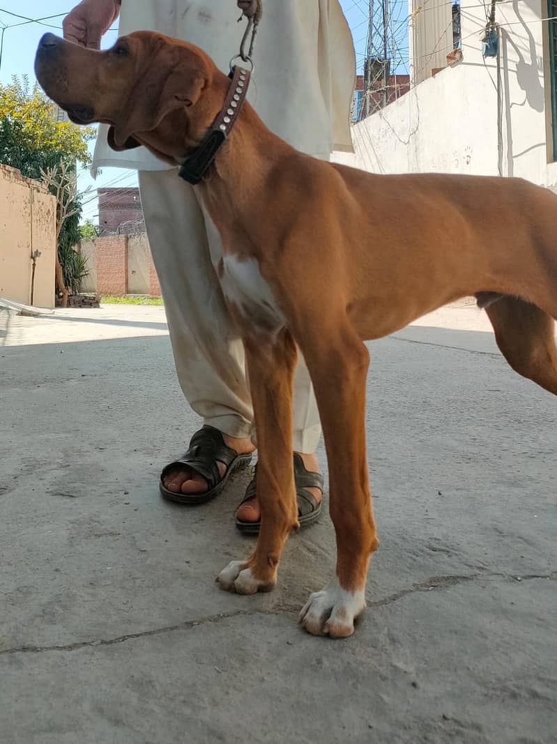 English pointer pupy / Pointer Dog  for sale / English Pointer Pair / 5