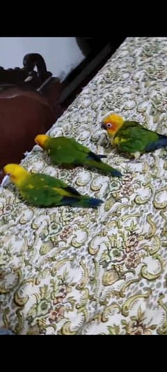 (all birds available). hand tame hand feed se pala ha no bite