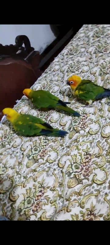 (all birds available). hand tame hand feed se pala ha no bite 0