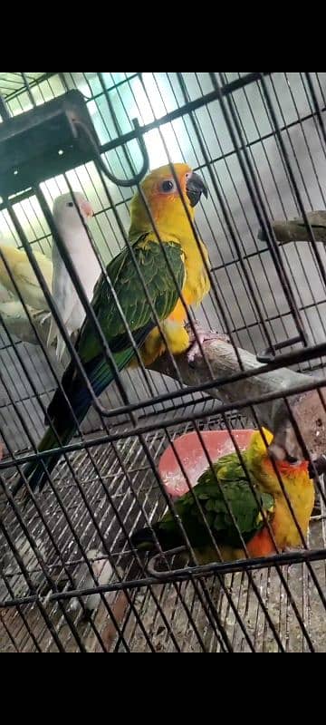 (all birds available). hand tame hand feed se pala ha no bite 1