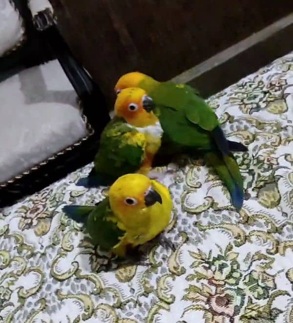 (all birds available). hand tame hand feed se pala ha no bite 3