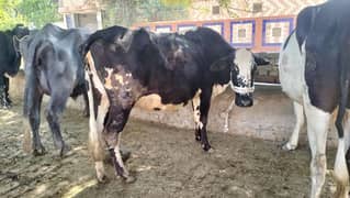 Cow For Sale