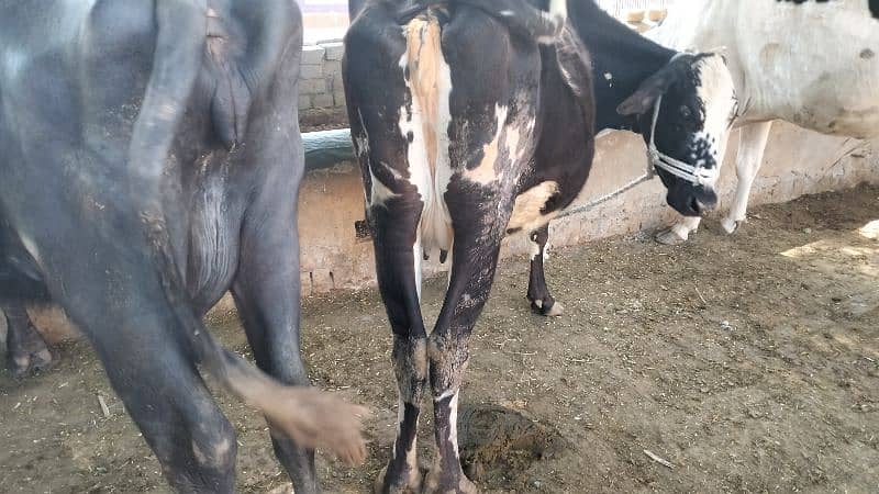 Cow For Sale 2