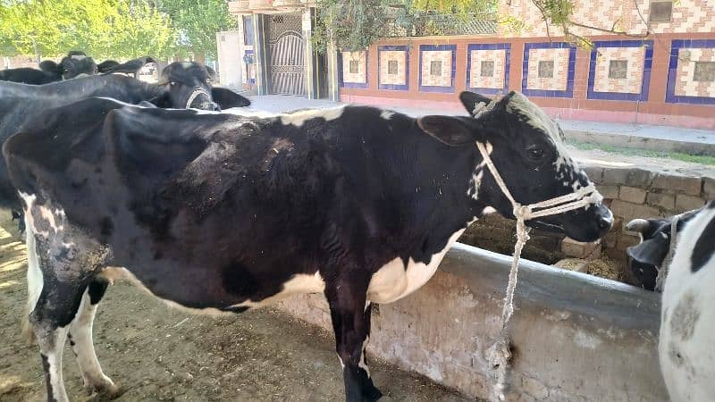 Cow For Sale 3