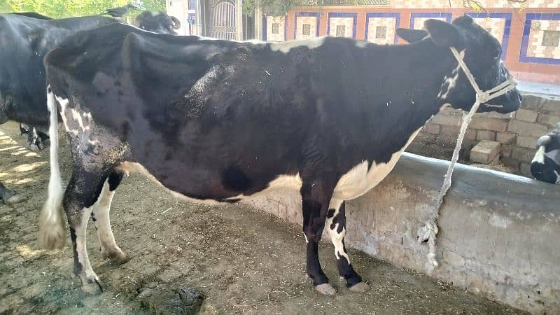 Cow For Sale 4