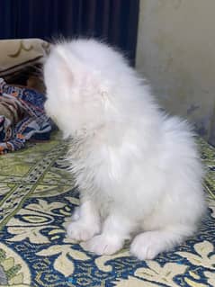 white persian Kitten odd eyes