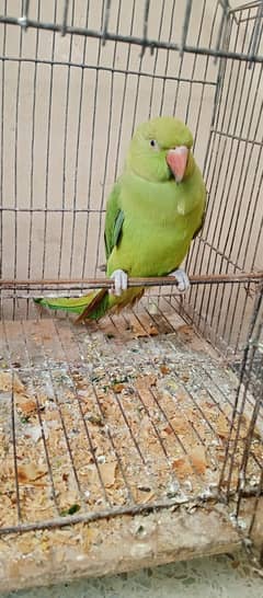 parrot for sale