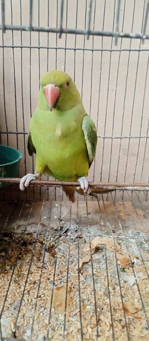 parrot for sale 1