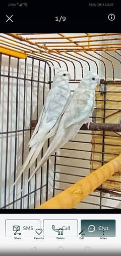 fellow cocktail breeder pair in red eyes