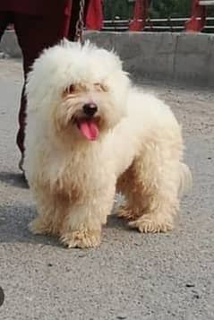 poodle female dog available for sale