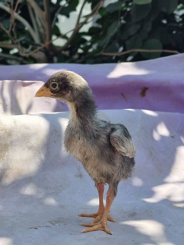 aseel chicks | 1 week old chicks | pure aseel 5