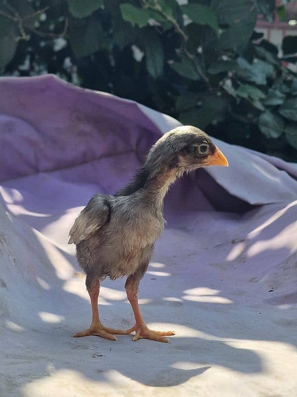 aseel chicks | 1 week old chicks | pure aseel 6