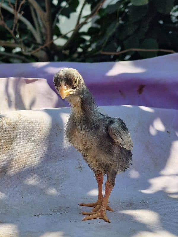 aseel chicks | 1 week old chicks | pure aseel 7