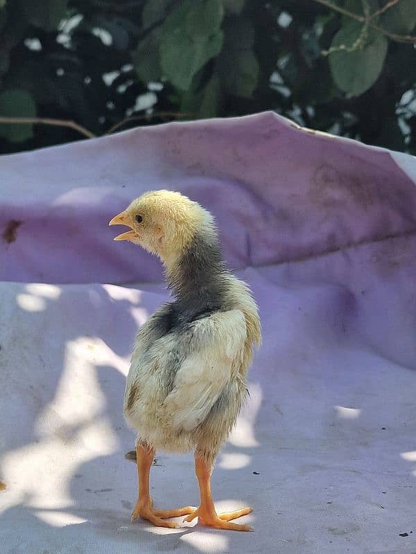 aseel chicks | 1 week old chicks | pure aseel 8