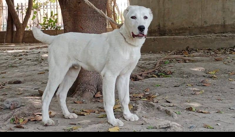 Imported Alabai male available for sale 0