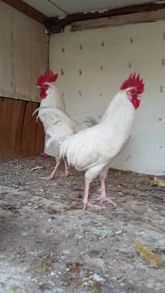 Desi White Murga Hen for Sale