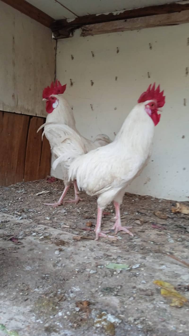 Desi White Murga Hen for Sale 0