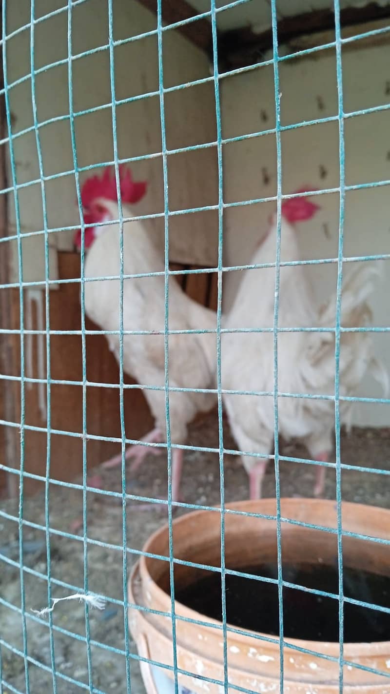 Desi White Murga Hen for Sale 1