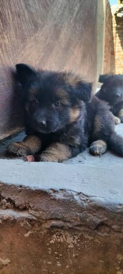 Garman Shepard puppies for sale