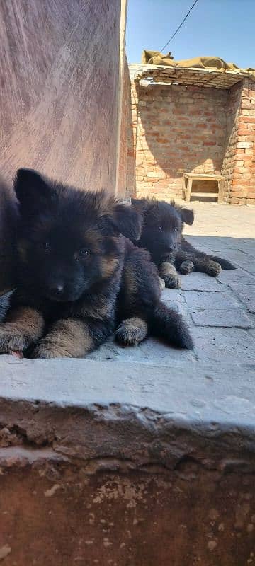 Garman Shepard puppies for sale 1