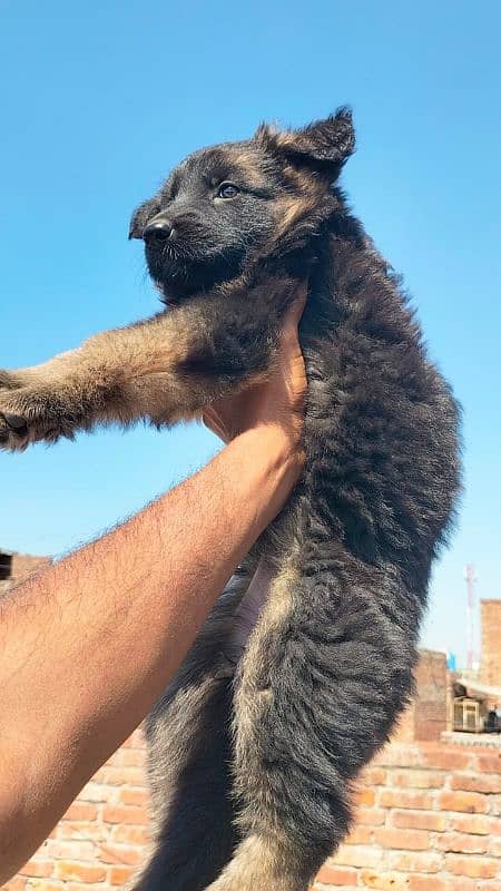 Garman Shepard puppies for sale 5