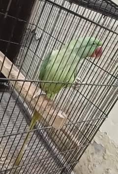 Raw Parrot Femal | Talking Parrot | Kahmiri Raw Parrot