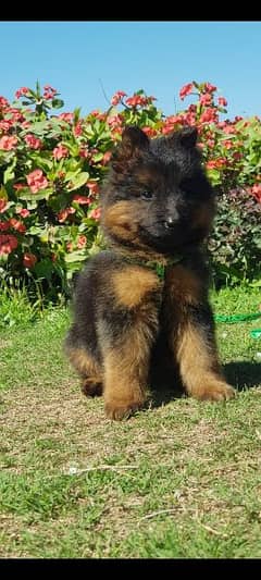 German Shepherd puppy | long coat German Shepherd puppies| GSD Dog