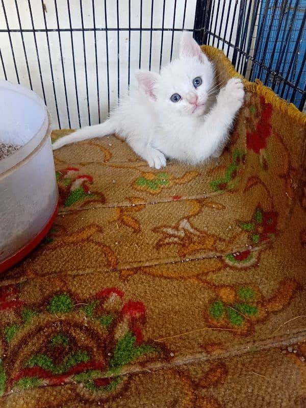 Persian kitten for sale 0