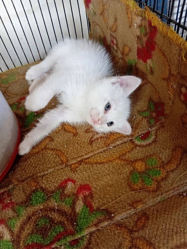 Persian kitten for sale 1