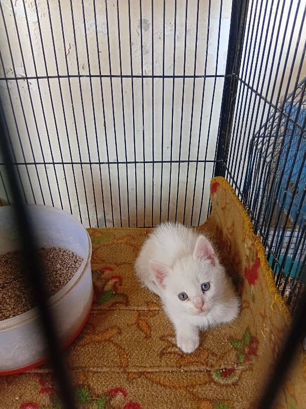 Persian kitten for sale 2