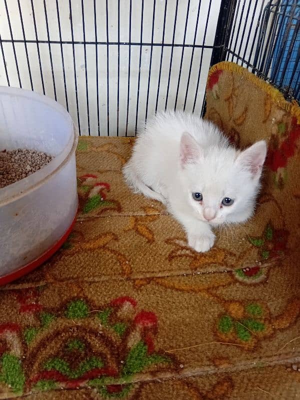 Persian kitten for sale 3