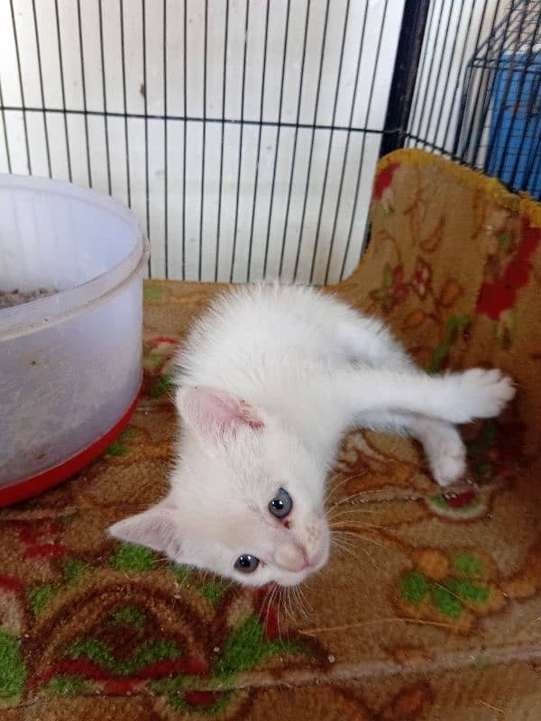 Persian kitten for sale 5