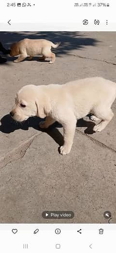 Labrador puppies highly pedigreed microchiped