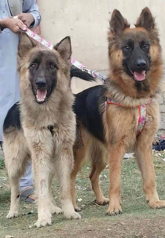 Alsatian bagiyari Pair  full security dog 0