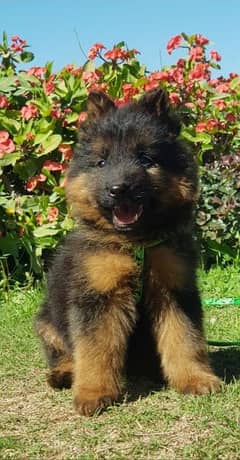 German Shepherd puppy | long coat German Shepherd puppies| GSD Dog