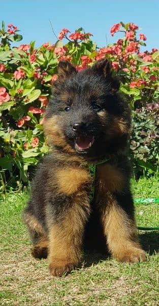 German Shepherd puppy | long coat German Shepherd puppies| GSD Dog 0