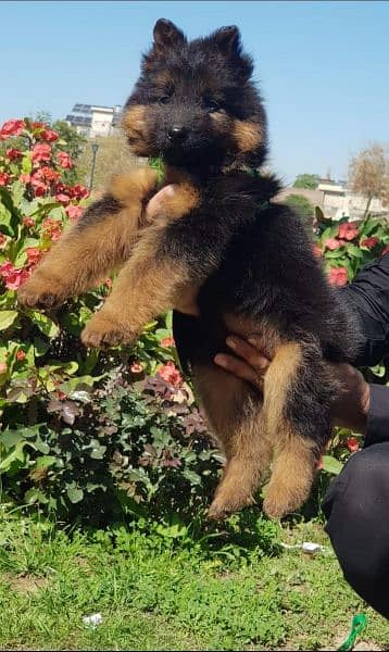 German Shepherd puppy | long coat German Shepherd puppies| GSD Dog 1