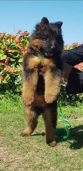 German Shepherd puppy | long coat German Shepherd puppies| GSD Dog 2