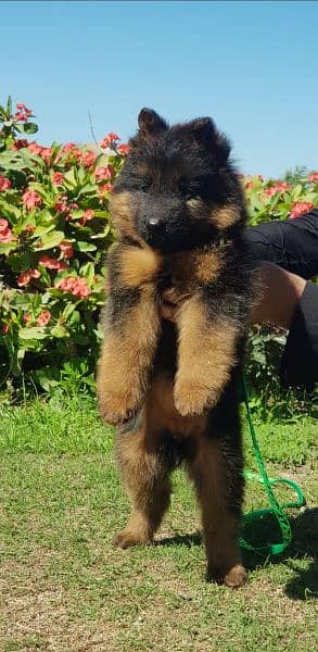 German Shepherd puppy | long coat German Shepherd puppies| GSD Dog 3