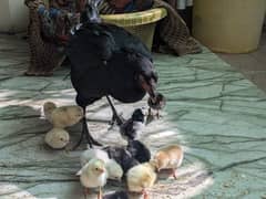 pure aseel hen with 14 chicks / aseel murgi or choozy