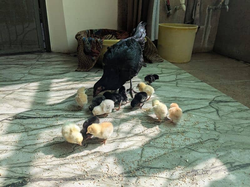 pure aseel hen with 14 chicks / aseel murgi or choozy 1