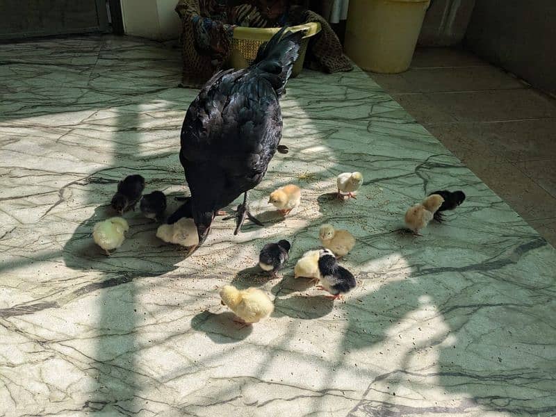 pure aseel hen with 14 chicks / aseel murgi or choozy 2